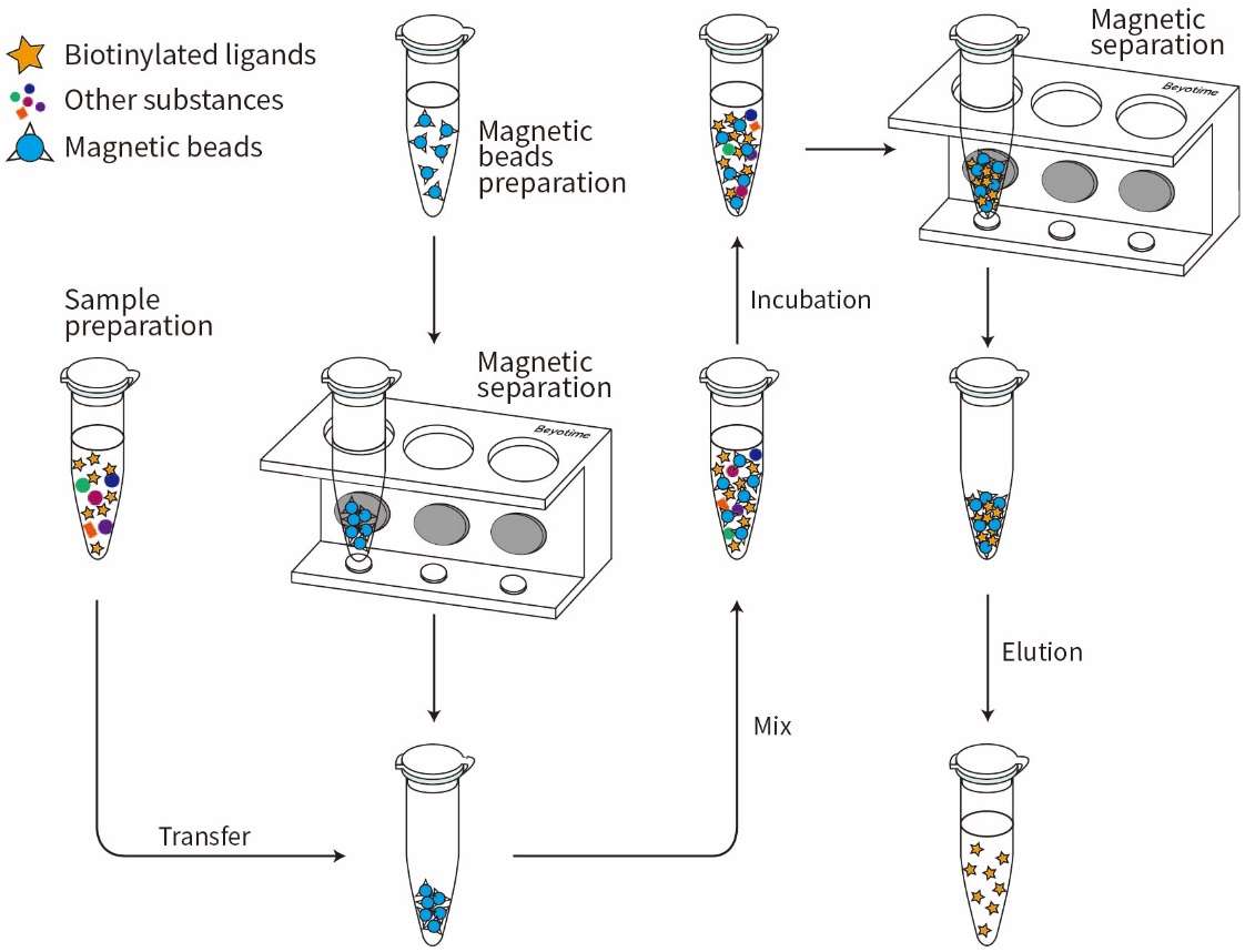 KEL Biotech™ Streptavidin Magnetic Beads