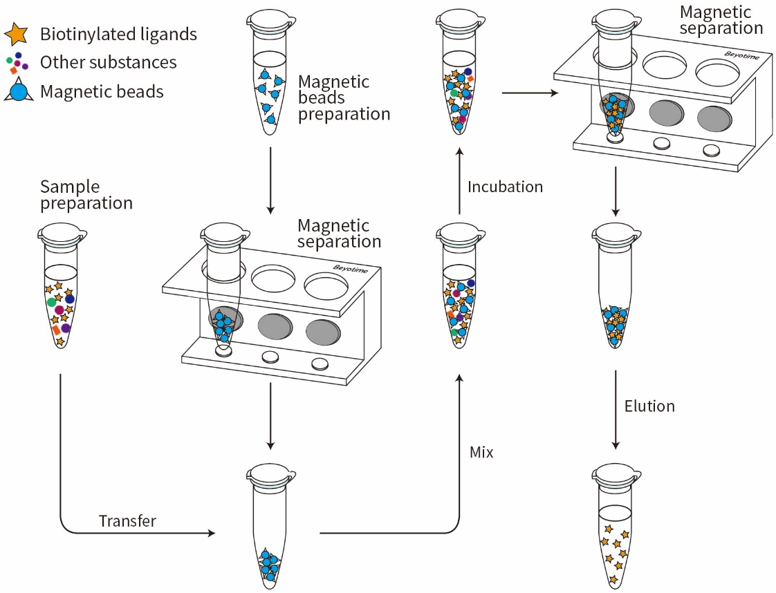 KEL Biotech™ Streptavidin Magnetic Beads (链霉亲和素磁珠)的实验流程图。.jpg